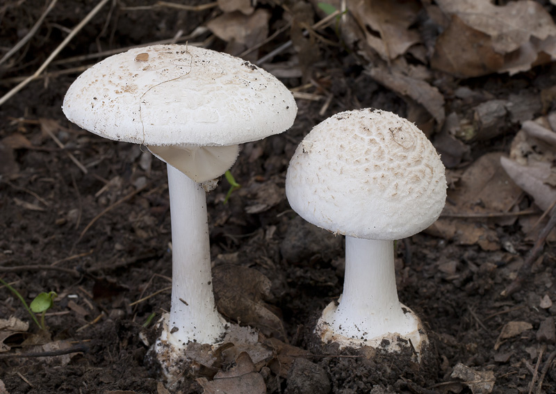 Amanita citrina var. alba